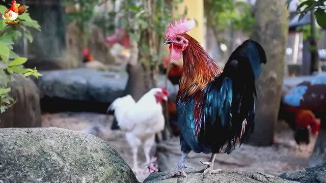 Любовь птицевода к Курочкам 🐥🐔🥚 Нежное видео 🐓 Версия (56)