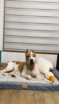 Собака поет песню #собака #мем #memes #americanbully #pitbull #doglife #амстафф #стаффорд