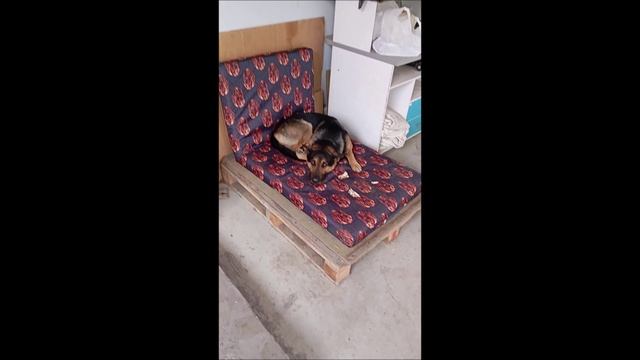 Собака.