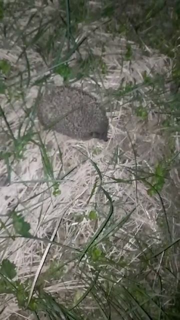 Раз ёжик два ёжик)🦔🦔