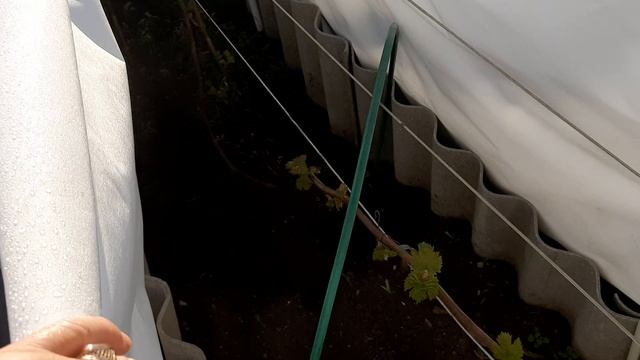 Виноград пережил возвратные заморозки ! 17 05 25г