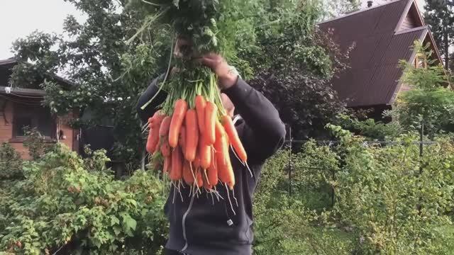 Вырастить МОРКОВЬ как дважды два