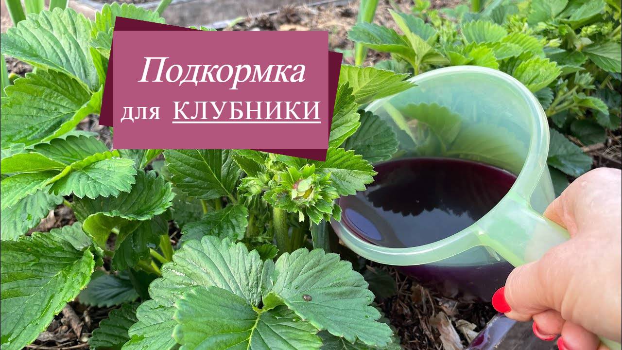 ПОДКОРМКА для КЛУБНИКИ!  Даст ОГРОМНЫЙ УРОЖАЙ, в 2 раза больше!