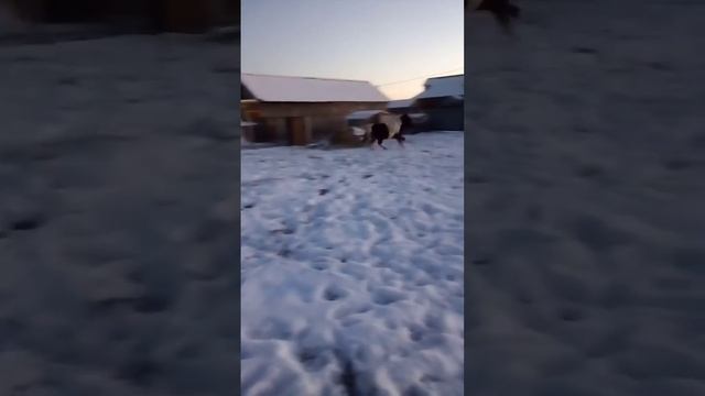 Пони в домашнем хозяйстве