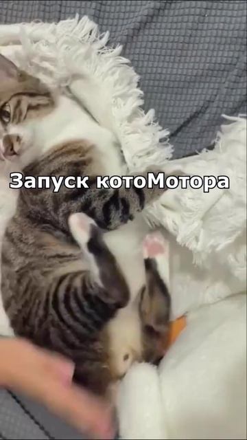 Запуск кото мотора