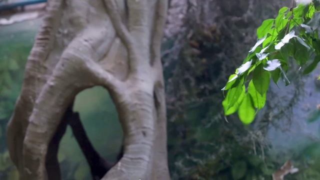 ПТЕНЕЦ ПТИЦЫ НОСОРОГА
