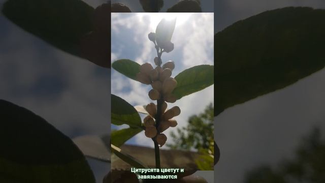 Цитрусята цветут и завязываются.