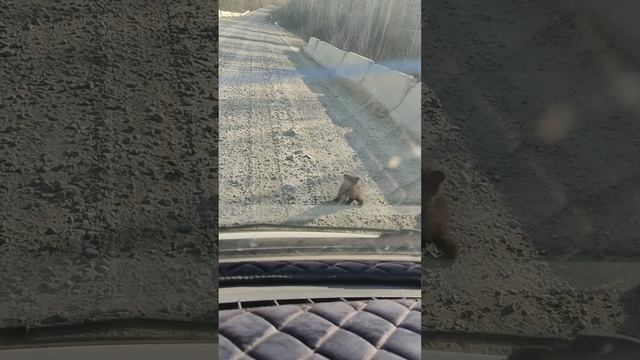 Дорога в Североенисейск 16.05.2025.