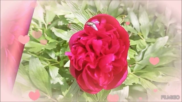 Пионы для тебя.