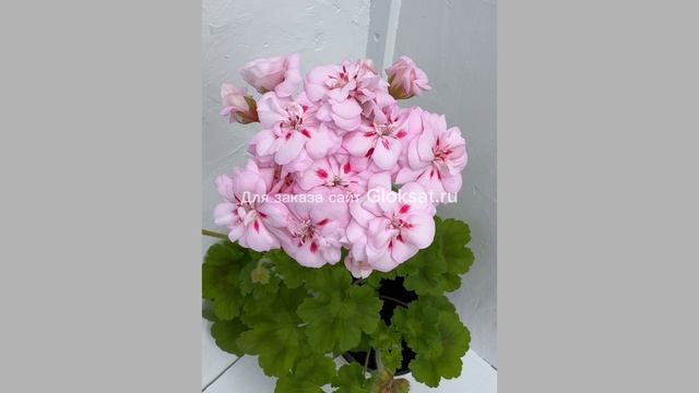 МальТа- Акварель 🌸