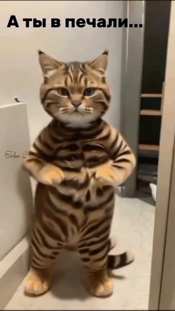 Я нахал😹