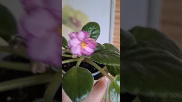 Мои фиалки-1