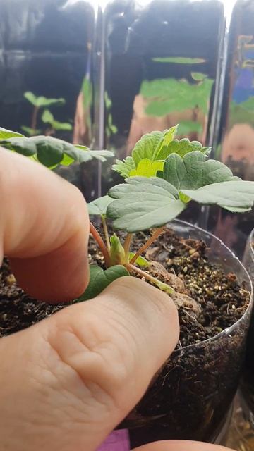 Земляника Настенька из семян в возрасте 34 дня