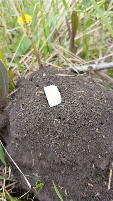 муравейник