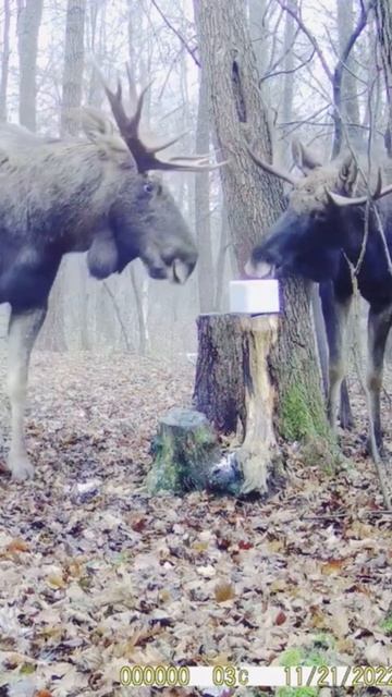 Соль — лучший деликатес для дикой природы! 🦌🧂