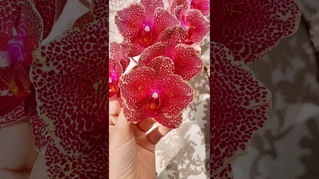 Потому что нельзя быть на свете красивым таким!😍