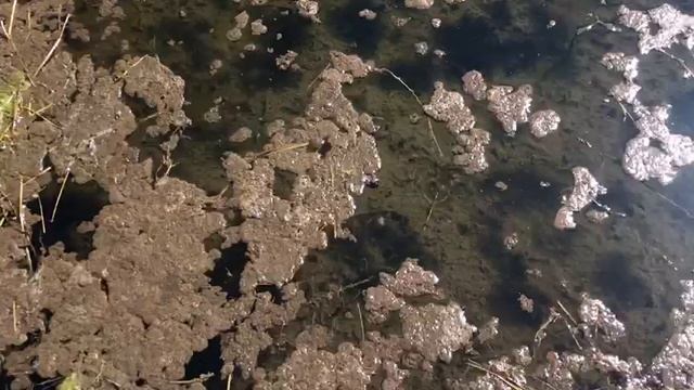 ЛЕТАЮТ ЛИ ПЧЕЛКИ У ВОДЫ