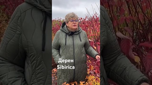 #питомникрастений #ландшафтныйдизайн #plant #garden #nursery #оз