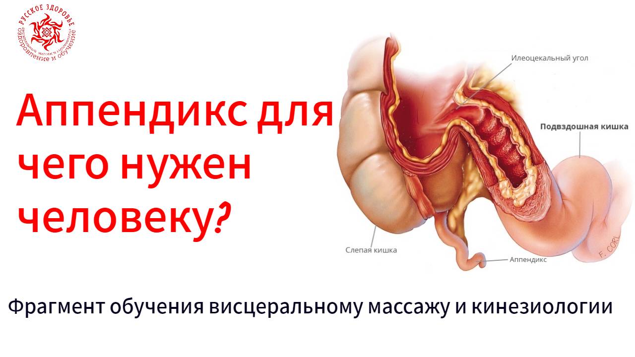 Аппендикс для чего нужен человеку? Фрагмент обучения висцеральному массажу и кинезиологии.