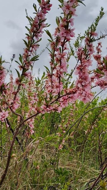 Цветёт степной миндаль 🌸