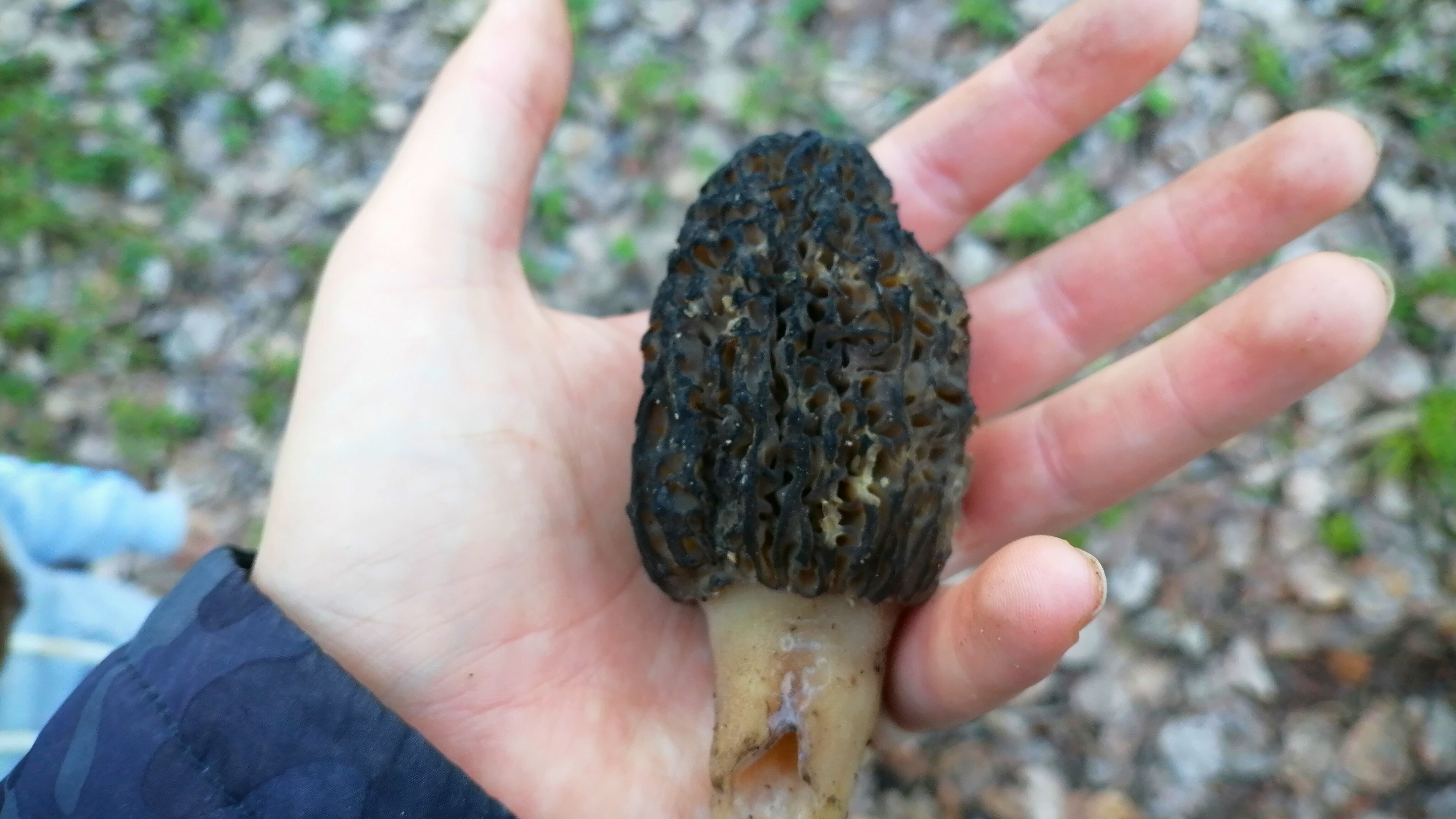 Полянка сморчковая 🍄🍄🍄| #грибы #грибалка #лес #гриб #грибы2025 #весна #весна2025 #природа #красот
