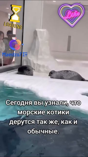 💡 Сегодня вы узнали, что морские котики дерутся так же, как и обычные