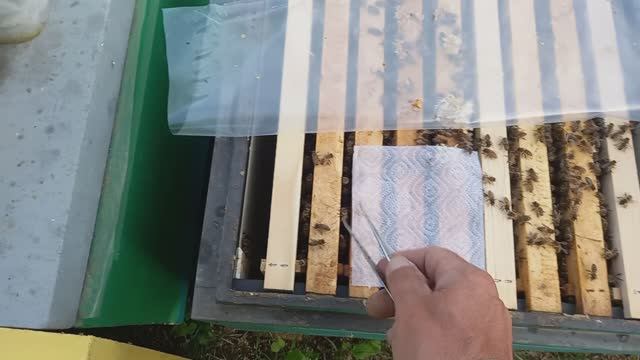Тестируем новые составы от вароатоза и акарапидоза пчёл
