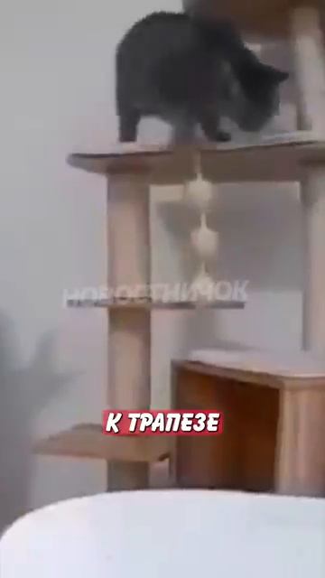 Новостничок (195)