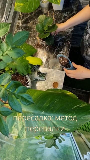 пересадка методом перевалки
