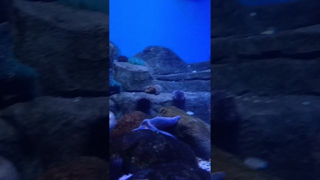 Москвариум😍