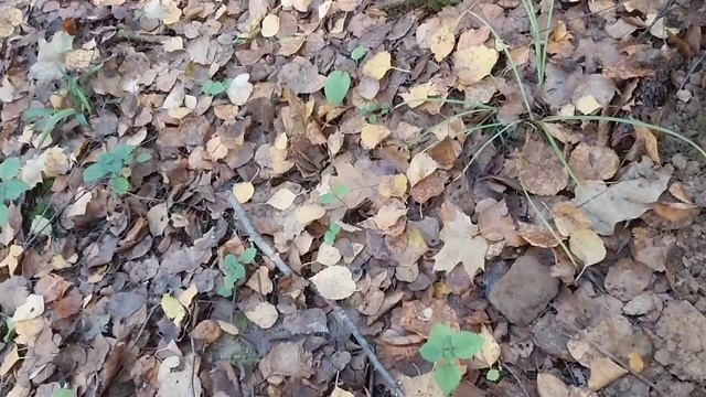 Лесной коп. Склад болтов в торфе. Minelab X-Terra 705.