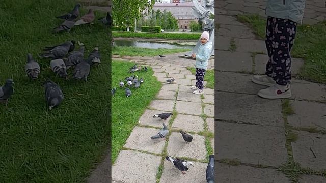 личное видео с голубями