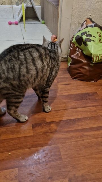 Котику ищем дом