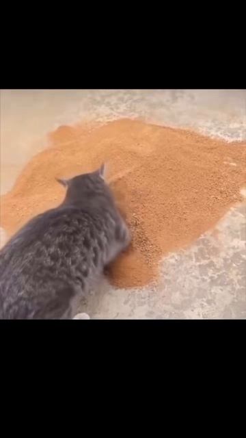 1000044806.mp4