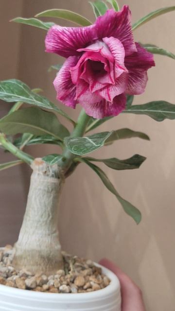 1000041217.mp4Адениум