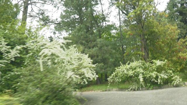 На гольф-каре по дендрарию в Сочи.