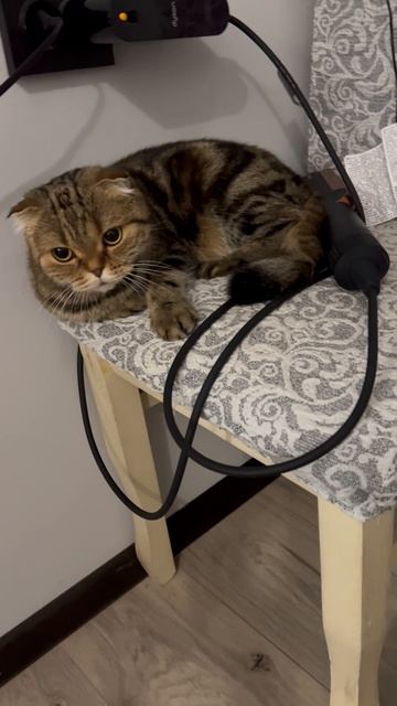 Милая шотландская вислоухая кошка 🐱
