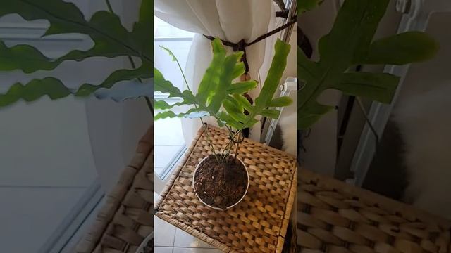 #папоротник #flower #plants #растения #цветы