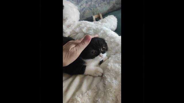 скоттиш фолд