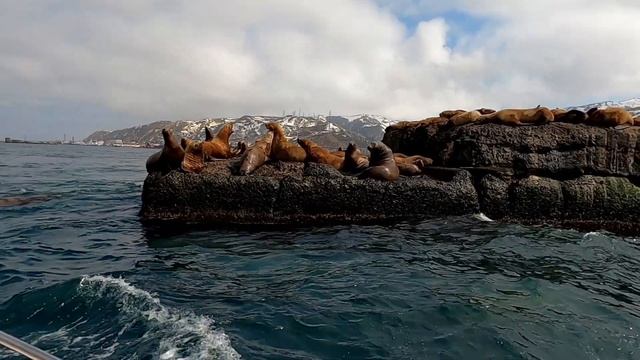К сивучам на лежбище в Невельске на лодке Однодневные туры и экскурсии по Сахалину: #Сахалин #trip