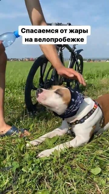 Амстафф спасаемся от жары #shorts #staff #subscribe
