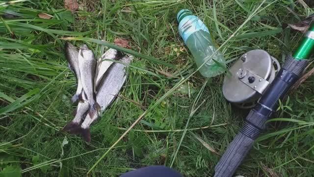 Рыбалка на разных реках в один день. В одной пусто, в другой густо.
