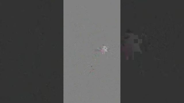 Уже раз 100 пересмотрела со слезами умиления    (360p).mp4