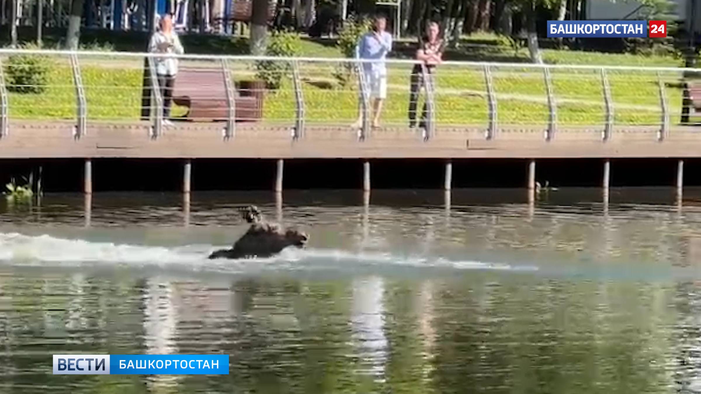 Очередной лосенок вновь забрел в Уфу и искупался в пруду