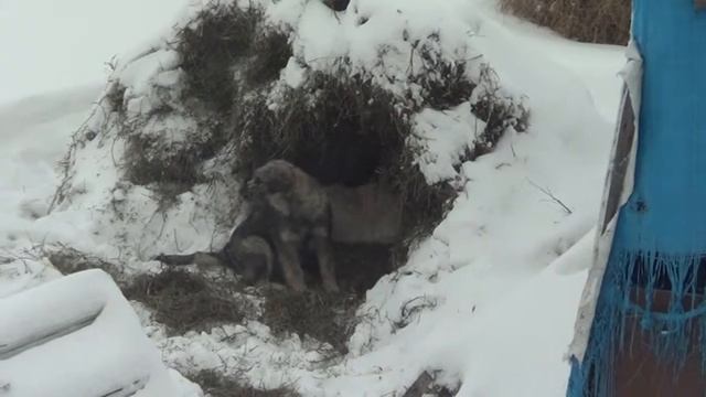 Собачья жизнь. Dog's life