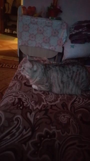 Машка смотрит мультик🐱😀