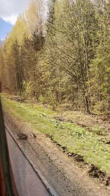 Наши любимые берёзки!)