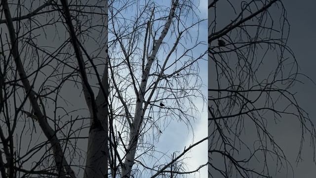 Трели