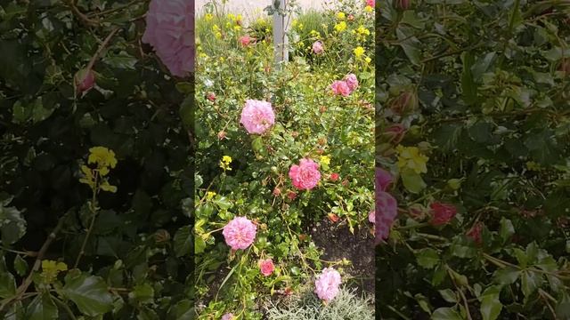 волшебная мелодии с прекрасными розами.