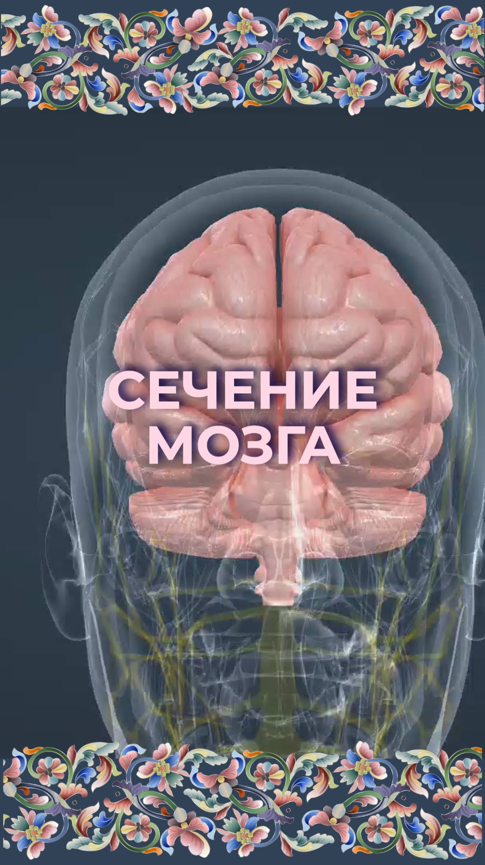 Сечение мозга